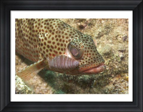 Framed Red Hind Fish with spots Print