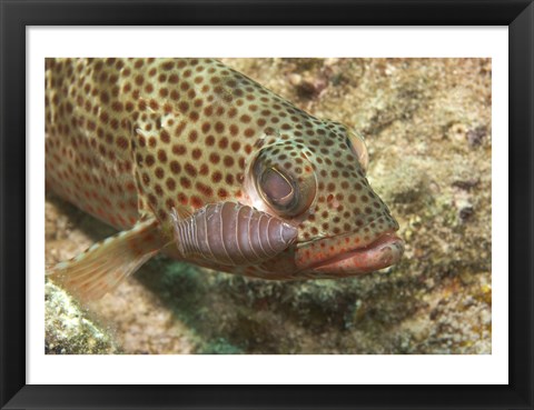 Framed Red Hind Fish with spots Print