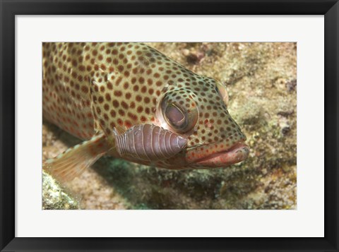 Framed Red Hind Fish with spots Print