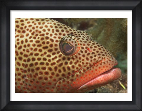Framed Red Hind Fish up close Print