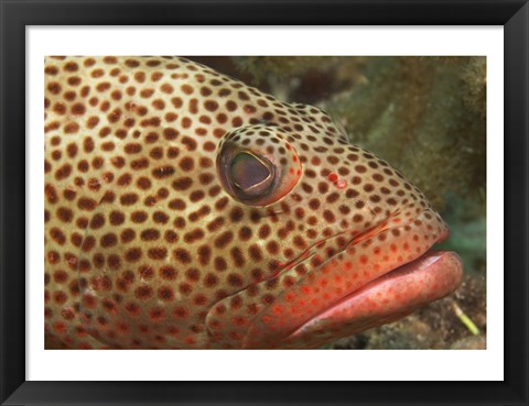 Framed Red Hind Fish up close Print