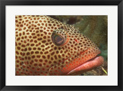 Framed Red Hind Fish up close Print