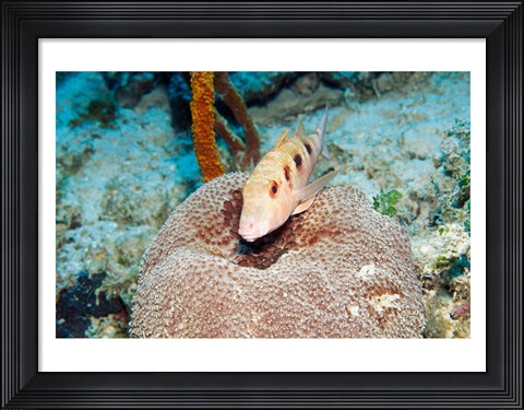 Framed Close-up of a goatfish swimming underwater Print