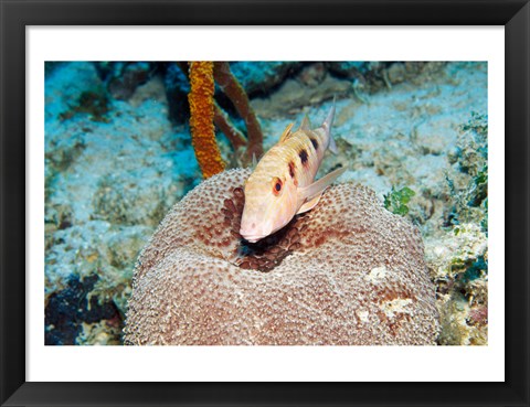 Framed Close-up of a goatfish swimming underwater Print