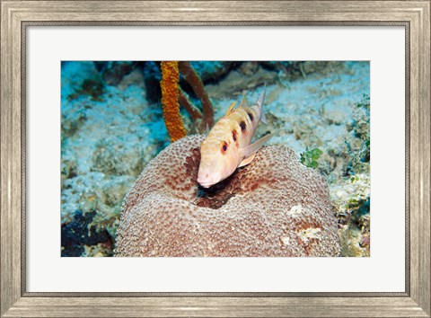 Framed Close-up of a goatfish swimming underwater Print