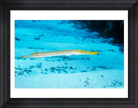 Framed Side profile of a Yellow Trumpet Fish swimming underwater Print