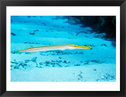 Framed Side profile of a Yellow Trumpet Fish swimming underwater Print