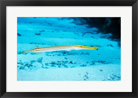 Framed Side profile of a Yellow Trumpet Fish swimming underwater Print