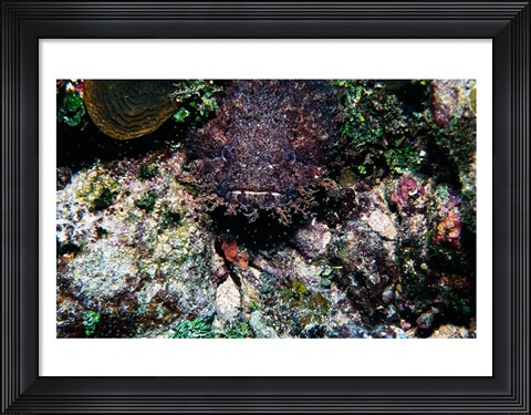 Framed High angle view of a toadfish Print