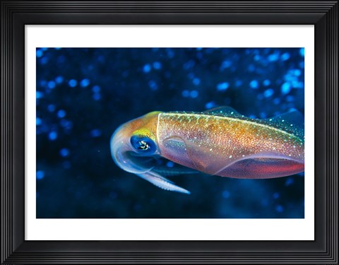 Framed Close-up of a squid swimming underwater Print