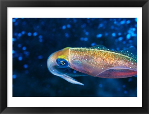 Framed Close-up of a squid swimming underwater Print