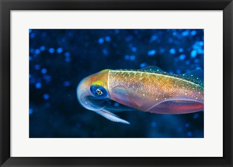 Framed Close-up of a squid swimming underwater Print