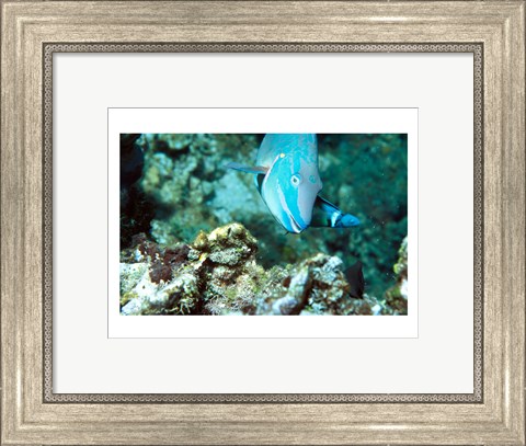 Framed Close-up of a Stoplight Parrotfish swimming underwater Print
