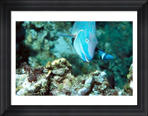 Framed Close-up of a Stoplight Parrotfish swimming underwater Print