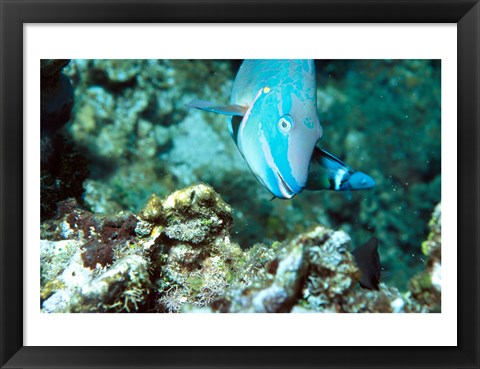 Framed Close-up of a Stoplight Parrotfish swimming underwater Print