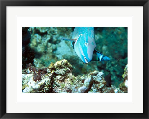 Framed Close-up of a Stoplight Parrotfish swimming underwater Print