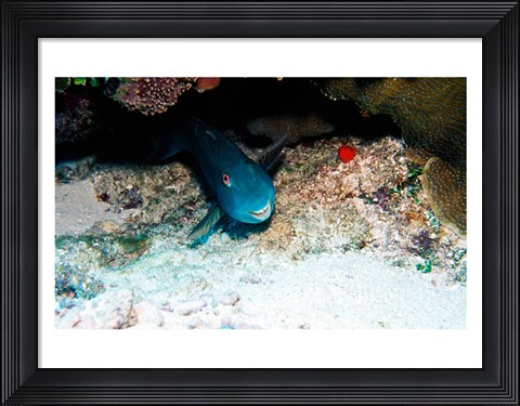 Framed Close-up of a parrotfish swimming underwater Print