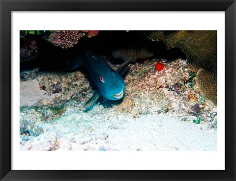 Framed Close-up of a parrotfish swimming underwater Print