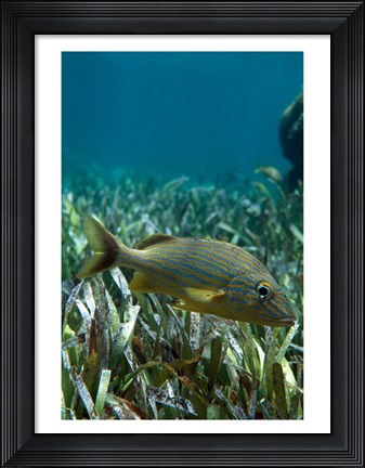 Framed Side profile of a Blue Striped Grunt swimming underwater Print