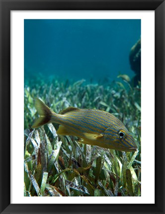 Framed Side profile of a Blue Striped Grunt swimming underwater Print