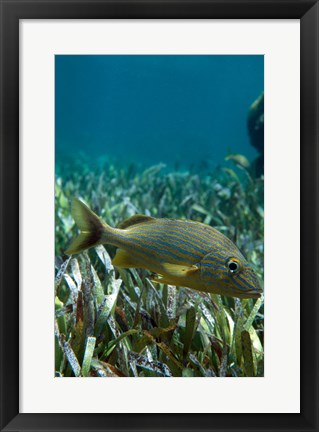 Framed Side profile of a Blue Striped Grunt swimming underwater Print