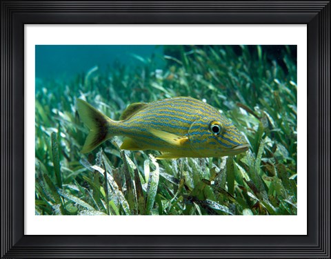 Framed Side profile of a Blue Striped Grunt Print