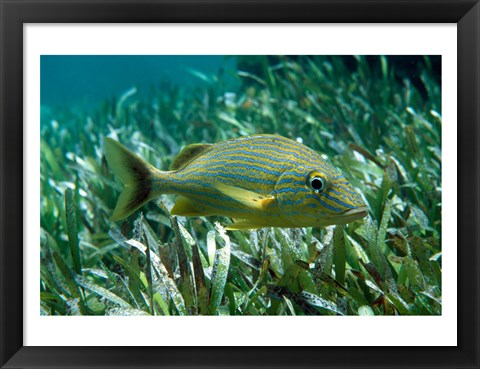 Framed Side profile of a Blue Striped Grunt Print