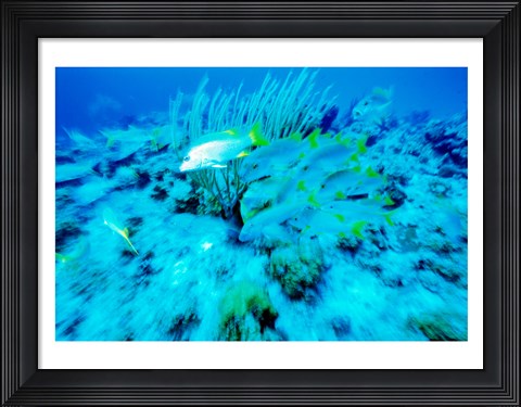Framed School of French Grunts swimming underwater, Bonaire, Netherlands Antilles Print