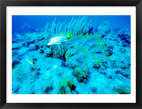 Framed School of French Grunts swimming underwater, Bonaire, Netherlands Antilles Print