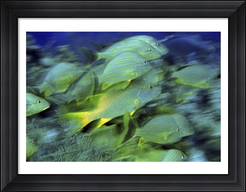 Framed School of French Grunts swimming underwater, Bonaire, Netherlands Antilles Print