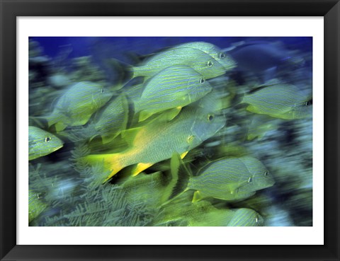 Framed School of French Grunts swimming underwater, Bonaire, Netherlands Antilles Print