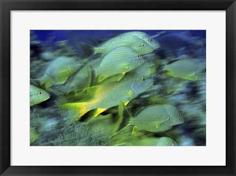 Framed School of French Grunts swimming underwater, Bonaire, Netherlands Antilles Print