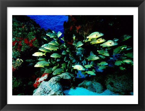 Framed School of Blue Striped Grunts swimming underwater, Cozumel, Mexico Print