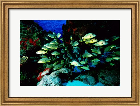 Framed School of Blue Striped Grunts swimming underwater, Cozumel, Mexico Print