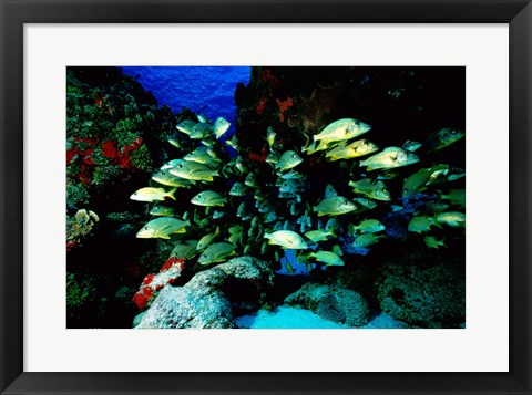 Framed School of Blue Striped Grunts swimming underwater, Cozumel, Mexico Print