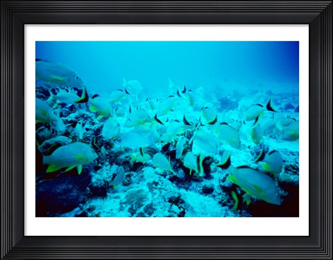 Framed School of Blue Striped Grunts swimming underwater, Belize Print