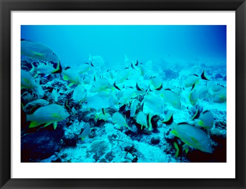 Framed School of Blue Striped Grunts swimming underwater, Belize Print