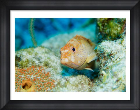 Framed Close-up of a juvenile grouper fish swimming underwater, Belize Print