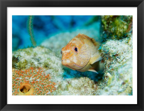 Framed Close-up of a juvenile grouper fish swimming underwater, Belize Print