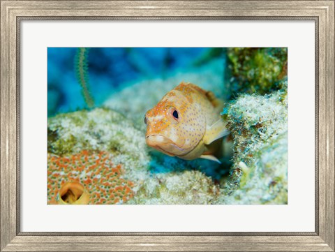 Framed Close-up of a juvenile grouper fish swimming underwater, Belize Print