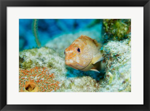 Framed Close-up of a juvenile grouper fish swimming underwater, Belize Print