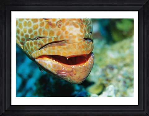 Framed Close-up of the mouth of a Juvenile Grouper, Belize Print