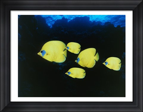 Framed Close-up of five Lemon Butterflyfish swimming underwater Print