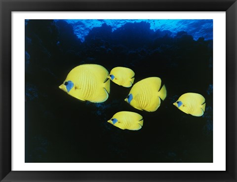 Framed Close-up of five Lemon Butterflyfish swimming underwater Print