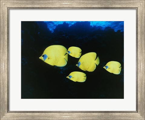 Framed Close-up of five Lemon Butterflyfish swimming underwater Print