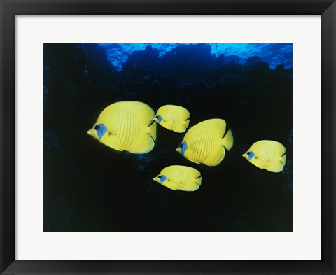 Framed Close-up of five Lemon Butterflyfish swimming underwater Print