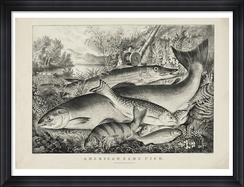 Framed American game fish Print