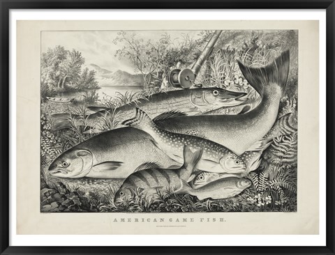 Framed American game fish Print