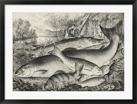 Framed American game fish Print