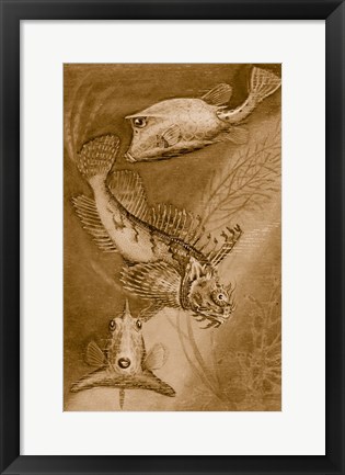 Framed Cow trunk fish, orange sea raven, common trunk fish Print